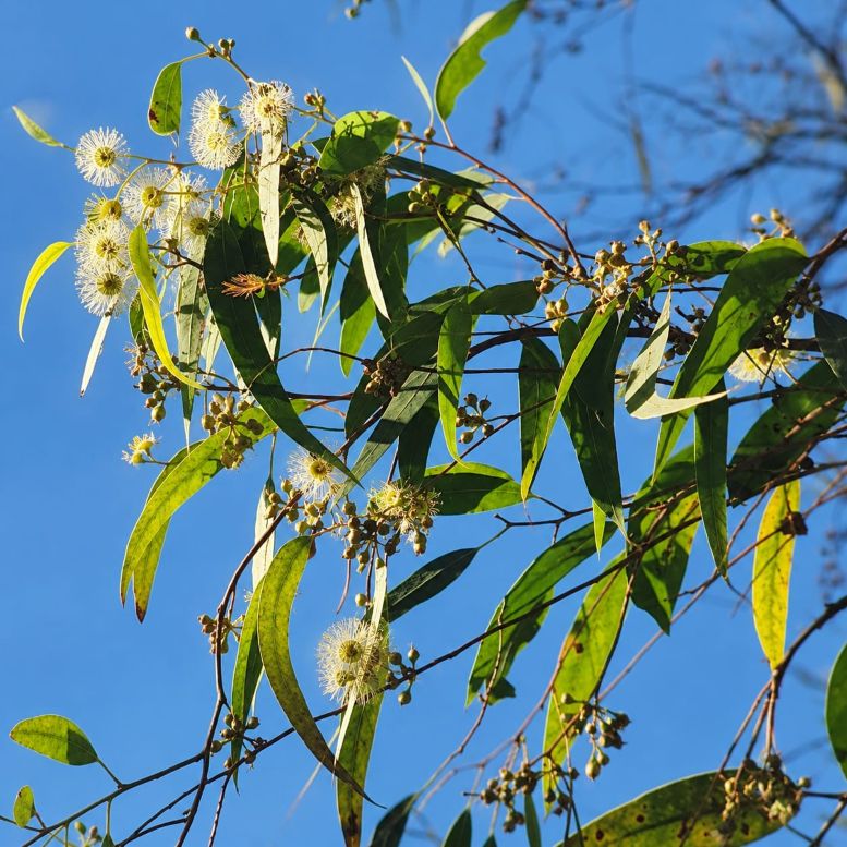 eucalipto Foglie
